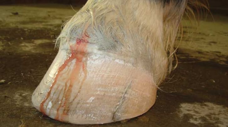 Abscess in horses